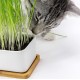 Pfotenolymp® Premium Cat Grass Bowl/Cat Grass Set - Ceramic Cat Grass Bowl - Plant Set Ready with Seeds, Soil and Pot for Cats - with Ceramic Bowl - DIY Pfotenolymp® Premium Cat Grass Bowl/Cat Grass Set - Ceramic Cat Grass Bowl - Plant Set Ready with Seeds, Soil and Pot for Cats - with Ceramic Bowl - DIY