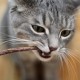 Pretty Kitty 5x Catnip Sticks Real Matatabi Wood Cat Toy for Cats Dental Care and to prevent Breath Odour of Cats, 5x Dental Stick Cats Wood Chewers Pretty Kitty 5x Catnip Sticks Real Matatabi Wood Cat Toy for Cats Dental Care and to prevent Breath Odour of Cats, 5x Dental Stick Cats Wood Chewers