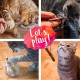 Pretty Kitty 5x Catnip Sticks Real Matatabi Wood Cat Toy for Cats Dental Care and to prevent Breath Odour of Cats, 5x Dental Stick Cats Wood Chewers Pretty Kitty 5x Catnip Sticks Real Matatabi Wood Cat Toy for Cats Dental Care and to prevent Breath Odour of Cats, 5x Dental Stick Cats Wood Chewers