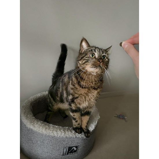 ProDen PlaqueOff Dental Bites für Katzen – Entfernt Zahnstein & schlechten Atem – 100% natürliche Zahnreinigung – Fördert die allgemeine Mundgesundheit – Geschmack: Lachs – 60 g ProDen PlaqueOff Dental Bites für Katzen – Entfernt Zahnstein & schlechten Atem – 100% natürliche Zahnreinigung – Fördert die allgemeine Mundgesundheit – Geschmack: Lachs – 60 g