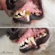 ReaVET Denta Vital - Dental Care Finger Pads for Dogs & Cats Pack of 50 - Teeth Cleaning, Dental Care without Toothbrush Tartar Remover I Finger Pads, Finger Cots Against Bad Breath ReaVET Denta Vital - Dental Care Finger Pads for Dogs & Cats Pack of 50 - Teeth Cleaning, Dental Care without Toothbrush Tartar Remover I Finger Pads, Finger Cots Against Bad Breath