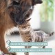 ReaVET Denta Vital - Dental Care Finger Pads for Dogs & Cats Pack of 50 - Teeth Cleaning, Dental Care without Toothbrush Tartar Remover I Finger Pads, Finger Cots Against Bad Breath ReaVET Denta Vital - Dental Care Finger Pads for Dogs & Cats Pack of 50 - Teeth Cleaning, Dental Care without Toothbrush Tartar Remover I Finger Pads, Finger Cots Against Bad Breath