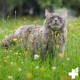 ReaVET Elm Bark Plus Strong Slime Without Boiling for Cats 50 g Natural Pure Premium Quality Digestion Intestinal Flora Stomach Slippery Elm Bark ReaVET Elm Bark Plus Strong Slime Without Boiling for Cats 50 g Natural Pure Premium Quality Digestion Intestinal Flora Stomach Slippery Elm Bark