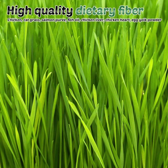 Sporgo Pack of 24 Cat Grass Snack: 120 g Freeze-Dried Snacks for Cats for Dental Care and Hair Balls Removal, Cat Grass Teething Stick Catnip Biting Stick Cat Grass for Cats Sporgo Pack of 24 Cat Grass Snack: 120 g Freeze-Dried Snacks for Cats for Dental Care and Hair Balls Removal, Cat Grass Teething Stick Catnip Biting Stick Cat Grass for Cats