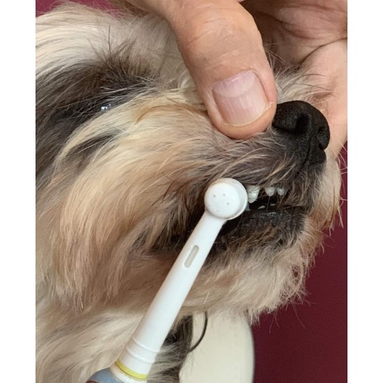 Veterinarian Toothpaste with Chlorhexidine Vet Anti-Plaque C for Tartar and Gum Disease Veterinarian Toothpaste with Chlorhexidine Vet Anti-Plaque C for Tartar and Gum Disease