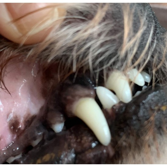 Veterinarian Toothpaste with Chlorhexidine Vet Anti-Plaque C for Tartar and Gum Disease Veterinarian Toothpaste with Chlorhexidine Vet Anti-Plaque C for Tartar and Gum Disease