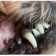 Veterinarian Toothpaste with Chlorhexidine Vet Anti-Plaque C for Tartar and Gum Disease Veterinarian Toothpaste with Chlorhexidine Vet Anti-Plaque C for Tartar and Gum Disease