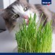 Vitakraft Cat Grass 120g Vitakraft Cat Grass 120g