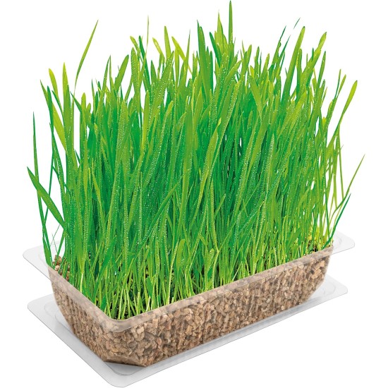 Vitakraft Cat Grass 120g Vitakraft Cat Grass 120g