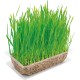 Vitakraft Cat Grass 120g Vitakraft Cat Grass 120g