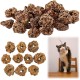 ZDL Fruits as Cat Toy for Cats, 20 Pieces Matatabi Fruit Toy for Cats, Toy for Cats, Teeth Cleaning Dental Edible Kitten Toy Cats Teeth Cleaning ZDL Fruits as Cat Toy for Cats, 20 Pieces Matatabi Fruit Toy for Cats, Toy for Cats, Teeth Cleaning Dental Edible Kitten Toy Cats Teeth Cleaning