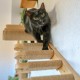 HOME FOOTPRINT - Climbing Wall Cats - Cat Stairs Wall - Climbing Cat Ladder - Cat Climbing Wall Set - Cat Climbing Wall - Cat Climbing Wall (Stairs) HOME FOOTPRINT - Climbing Wall Cats - Cat Stairs Wall - Climbing Cat Ladder - Cat Climbing Wall Set - Cat Climbing Wall - Cat Climbing Wall (Stairs)