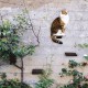 LucyBalu® Steps Cat Stairs Wall Indoor and Outdoor Set of 3 Cat Climbing Wall Park for Cats up to 7 kg Cat Ladder Non-Slip Coating 3 Steps Wall Mounting 18 x 18 cm White LucyBalu® Steps Cat Stairs Wall Indoor and Outdoor Set of 3 Cat Climbing Wall Park for Cats up to 7 kg Cat Ladder Non-Slip Coating 3 Steps Wall Mounting 18 x 18 cm White