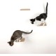 LucyBalu® Steps Cat Stairs Wall Indoor and Outdoor Set of 3 Cat Climbing Wall Park for Cats up to 7 kg Cat Ladder Non-Slip Coating 3 Steps Wall Mounting 18 x 18 cm White LucyBalu® Steps Cat Stairs Wall Indoor and Outdoor Set of 3 Cat Climbing Wall Park for Cats up to 7 kg Cat Ladder Non-Slip Coating 3 Steps Wall Mounting 18 x 18 cm White