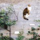 LucyBalu® Steps Cat Stairs Wall Indoor and Outdoor Set of 3 Cat Climbing Wall Park for Cats up to 7 kg Cat Ladder Non-Slip Coating 3 Steps Wall Mounting 18 x 18 cm White LucyBalu® Steps Cat Stairs Wall Indoor and Outdoor Set of 3 Cat Climbing Wall Park for Cats up to 7 kg Cat Ladder Non-Slip Coating 3 Steps Wall Mounting 18 x 18 cm White