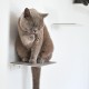LucyBalu® Steps Cat Stairs Wall Indoor and Outdoor Set of 3 Cat Climbing Wall Park for Cats up to 7 kg Cat Ladder Non-Slip Coating 3 Steps Wall Mounting 18 x 18 cm White LucyBalu® Steps Cat Stairs Wall Indoor and Outdoor Set of 3 Cat Climbing Wall Park for Cats up to 7 kg Cat Ladder Non-Slip Coating 3 Steps Wall Mounting 18 x 18 cm White
