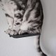 LucyBalu® Steps Cat Stairs Wall Indoor and Outdoor Set of 3 Cat Climbing Wall Park for Cats up to 7 kg Cat Ladder Non-Slip Coating 3 Steps Wall Mounting 18 x 18 cm White LucyBalu® Steps Cat Stairs Wall Indoor and Outdoor Set of 3 Cat Climbing Wall Park for Cats up to 7 kg Cat Ladder Non-Slip Coating 3 Steps Wall Mounting 18 x 18 cm White