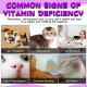 15-in-1 Multivitamin Drops for Cats, Vitamins and Supplements - Liquid Multivitamins for Cats Support Immune Health and Hip and Joint Health 15-in-1 Multivitamin Drops for Cats, Vitamins and Supplements - Liquid Multivitamins for Cats Support Immune Health and Hip and Joint Health