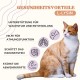 Lysine cat to strengthen the immune system, natural L lysine cat, a remedy against cat runny nose, lysine powder with pleasant taste that can be easily integrated into the food Lysine cat to strengthen the immune system, natural L lysine cat, a remedy against cat runny nose, lysine powder with pleasant taste that can be easily integrated into the food