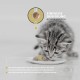 Peticare Senior Aktiv Vital Mix Powder for Old Cats, Natural Supplement Food with Green-Lipped Mussel, MSM, Curcuma, Promotes Immune System & Deficiency Symptoms, petCat Health 3603 Peticare Senior Aktiv Vital Mix Powder for Old Cats, Natural Supplement Food with Green-Lipped Mussel, MSM, Curcuma, Promotes Immune System & Deficiency Symptoms, petCat Health 3603