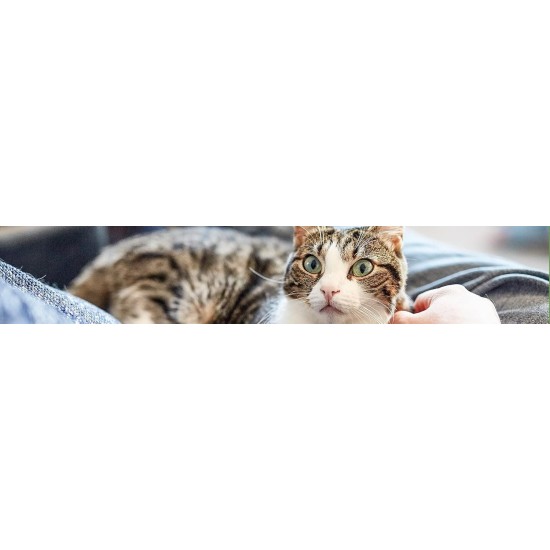 Virbac Feluro | Double Pack | 2 x 60 ml | Supplementary Feed for Cats | To Support the Healthy Maintenance of the Urinary Tract | For Cell Health in Oxidative Stress Virbac Feluro | Double Pack | 2 x 60 ml | Supplementary Feed for Cats | To Support the Healthy Maintenance of the Urinary Tract | For Cell Health in Oxidative Stress