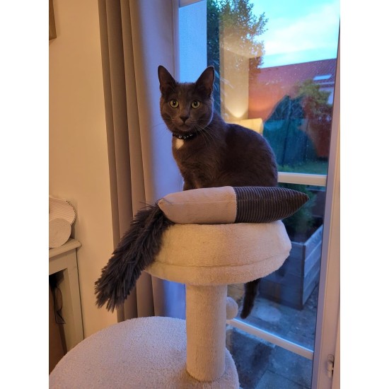 Aimé - Funnies Plush Toy for Cats - Ejecting Cat Toy - Stimulates Your Pet's Sounds and Hunting Instincts - Long Fur and Catnip - 39 cm - Made in Tunisia Aimé - Funnies Plush Toy for Cats - Ejecting Cat Toy - Stimulates Your Pet's Sounds and Hunting Instincts - Long Fur and Catnip - 39 cm - Made in Tunisia