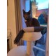Aimé - Funnies Plush Toy for Cats - Ejecting Cat Toy - Stimulates Your Pet's Sounds and Hunting Instincts - Long Fur and Catnip - 39 cm - Made in Tunisia Aimé - Funnies Plush Toy for Cats - Ejecting Cat Toy - Stimulates Your Pet's Sounds and Hunting Instincts - Long Fur and Catnip - 39 cm - Made in Tunisia