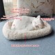 Bagima Sleeping Cat Toy, Breathing Cat, Stuffed Animal Doll with Mat, Plush Toys for Children, Home Decoration, Soft Mat, Bed and Simulated Sound (2) Bagima Sleeping Cat Toy, Breathing Cat, Stuffed Animal Doll with Mat, Plush Toys for Children, Home Decoration, Soft Mat, Bed and Simulated Sound (2)