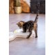 Beeztees Kitten Agty Play Rail - Cat Toy - Plastic - White Beeztees Kitten Agty Play Rail - Cat Toy - Plastic - White