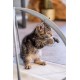 Beeztees Kitten Xabia Play Mat - Cat Toy - Grey - 40 x 40 x 33 cm Beeztees Kitten Xabia Play Mat - Cat Toy - Grey - 40 x 40 x 33 cm
