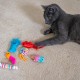 Catstages Kitty Sweet Treats Plush Cat Toy Catnip - Pack of 6 Catstages Kitty Sweet Treats Plush Cat Toy Catnip - Pack of 6
