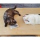 ELANOX Set of 10 Toy Mice Toy Mouse with Bell and without Plastic Parts Outside (Eyes, Nose) Soaked in Catnip Cat Toy (10 Pieces, White) ELANOX Set of 10 Toy Mice Toy Mouse with Bell and without Plastic Parts Outside (Eyes, Nose) Soaked in Catnip Cat Toy (10 Pieces, White)