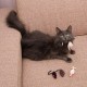 ELANOX Set of 10 Toy Mice Toy Mouse with Bell and without Plastic Parts Outside (Eyes, Nose) Soaked in Catnip Cat Toy (10 Pieces, White) ELANOX Set of 10 Toy Mice Toy Mouse with Bell and without Plastic Parts Outside (Eyes, Nose) Soaked in Catnip Cat Toy (10 Pieces, White)