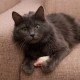 ELANOX Set of 10 Toy Mice Toy Mouse with Bell and without Plastic Parts Outside (Eyes, Nose) Soaked in Catnip Cat Toy (10 Pieces, White) ELANOX Set of 10 Toy Mice Toy Mouse with Bell and without Plastic Parts Outside (Eyes, Nose) Soaked in Catnip Cat Toy (10 Pieces, White)