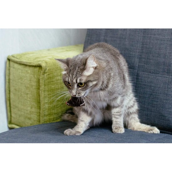 ELANOX Set of 10 Toy Mice Toy Mouse with Bell and without Plastic Parts Outside (Eyes, Nose) Soaked in Catnip Cat Toy (10 Pieces, White) ELANOX Set of 10 Toy Mice Toy Mouse with Bell and without Plastic Parts Outside (Eyes, Nose) Soaked in Catnip Cat Toy (10 Pieces, White)