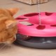 EURO MARKETING MANUFACTURING Crazy CAT Donut 3-in-1 Cat Toy EURO MARKETING MANUFACTURING Crazy CAT Donut 3-in-1 Cat Toy