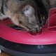 EURO MARKETING MANUFACTURING Crazy CAT Donut 3-in-1 Cat Toy EURO MARKETING MANUFACTURING Crazy CAT Donut 3-in-1 Cat Toy