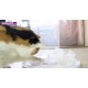 Edupet Cat Toy Cat Center Edupet Cat Toy Cat Center