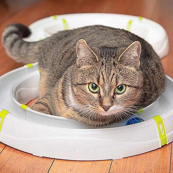 Ferplast Interaktives Spiel für Katzen LABYRINTH-Schaltung mit Frühlingsspielzeug, Katzenspielzeug inklusive Leuchtkugel, 72 x 40 cm Ferplast Interaktives Spiel für Katzen LABYRINTH-Schaltung mit Frühlingsspielzeug, Katzenspielzeug inklusive Leuchtkugel, 72 x 40 cm