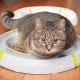 Ferplast Interaktives Spiel für Katzen LABYRINTH-Schaltung mit Frühlingsspielzeug, Katzenspielzeug inklusive Leuchtkugel, 72 x 40 cm Ferplast Interaktives Spiel für Katzen LABYRINTH-Schaltung mit Frühlingsspielzeug, Katzenspielzeug inklusive Leuchtkugel, 72 x 40 cm