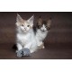 Flamingo Cat Toy Mazzo Mouse - Grey | Soft, Attractive & Fun! Flamingo Cat Toy Mazzo Mouse - Grey | Soft, Attractive & Fun!