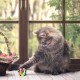 GEFIRE YA2Q Pet Toy Colourful Bell Ball, Acrylic GEFIRE YA2Q Pet Toy Colourful Bell Ball, Acrylic