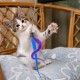 InnoHHustle Pack of 10 Cat Worm Toy Refills Cat Wall Toy Replacement Refill Cat Wand Toy Replacement Leads Furry Tail Worm with Bells for Kitten Training InnoHHustle Pack of 10 Cat Worm Toy Refills Cat Wall Toy Replacement Refill Cat Wand Toy Replacement Leads Furry Tail Worm with Bells for Kitten Training