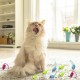 Jodsen Cat Toy Self Activity Pack of 10 Cat Toy Mouse Toy for Brushing Teeth Playing Chewing Training Cat Toy Mouse for Cats Adults (Random Colour) Jodsen Cat Toy Self Activity Pack of 10 Cat Toy Mouse Toy for Brushing Teeth Playing Chewing Training Cat Toy Mouse for Cats Adults (Random Colour)