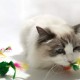 Katzenmäuse Spielzeug für Indoor-Katzen, 5 Farben Katzenspielzeug Mäuse für Katzen, Fellmäuse Katzenspielzeug Mäuse Kätzchen interaktive Spiel Katzenmäuse Spielzeug für Indoor-Katzen, 5 Farben Katzenspielzeug Mäuse für Katzen, Fellmäuse Katzenspielzeug Mäuse Kätzchen interaktive Spiel