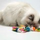Katzenmäuse Spielzeug für Indoor-Katzen, 5 Farben Katzenspielzeug Mäuse für Katzen, Fellmäuse Katzenspielzeug Mäuse Kätzchen interaktive Spiel Katzenmäuse Spielzeug für Indoor-Katzen, 5 Farben Katzenspielzeug Mäuse für Katzen, Fellmäuse Katzenspielzeug Mäuse Kätzchen interaktive Spiel