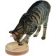 Kerbl Thinking and Learning Toy, 20 x 9 cm Kerbl Thinking and Learning Toy, 20 x 9 cm