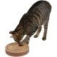 Kerbl Thinking and Learning Toy, 20 x 9 cm Kerbl Thinking and Learning Toy, 20 x 9 cm