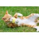 Little Petface Bell Mouse Face Kitten Toy Little Petface Bell Mouse Face Kitten Toy