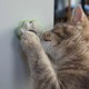 Nobby Catnipball Paw 5.5 x 3.5 x 5.5 cm Nobby Catnipball Paw 5.5 x 3.5 x 5.5 cm